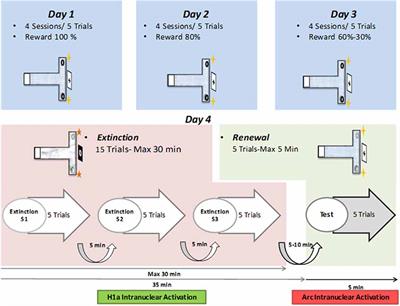 Functional Compartmentalization of the Contribution of Hippocampal Subfields to Context-Dependent Extinction Learning